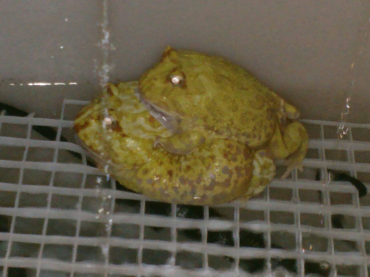 Pacman frogs breeding