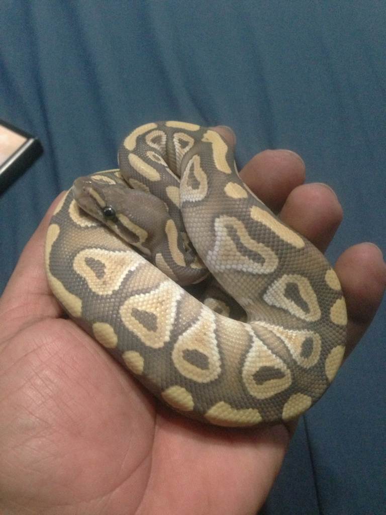 Mojave Ghost