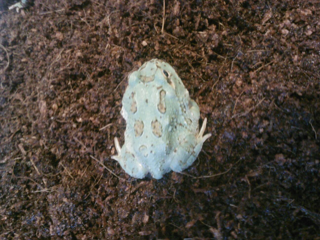 Ghost samurai blue pacman frog?