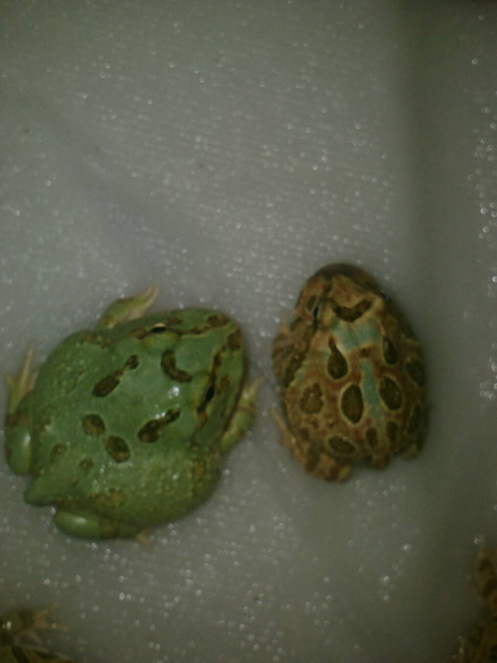 Mutant pacman frog