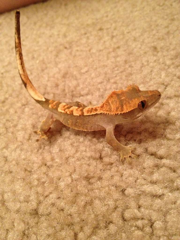 Crested Gecko