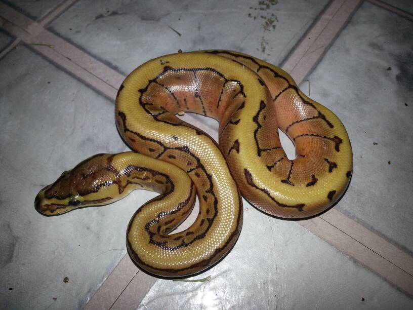 Enchi Pinstripe Or Just A Pinstripe