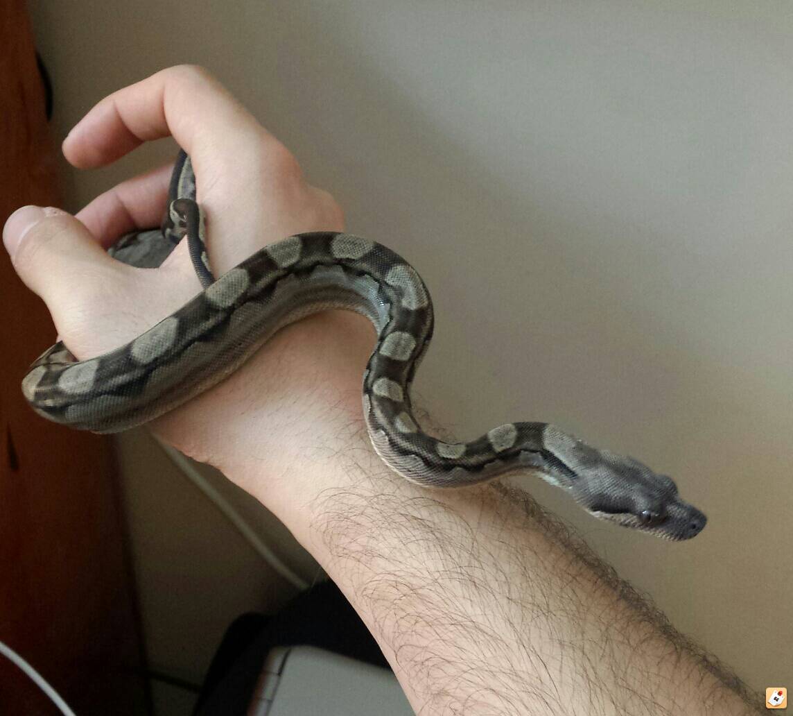Red tail boa color change