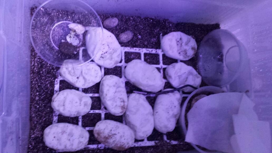 homemade incubator for bacteria