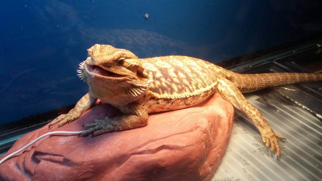 sandfire leatherback bearded dragon