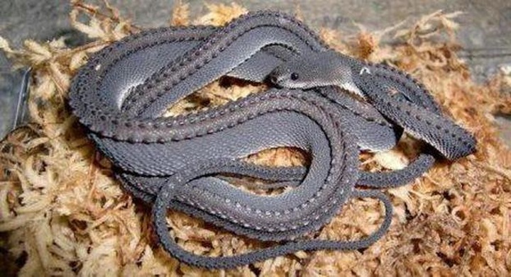 Dragon Snakes