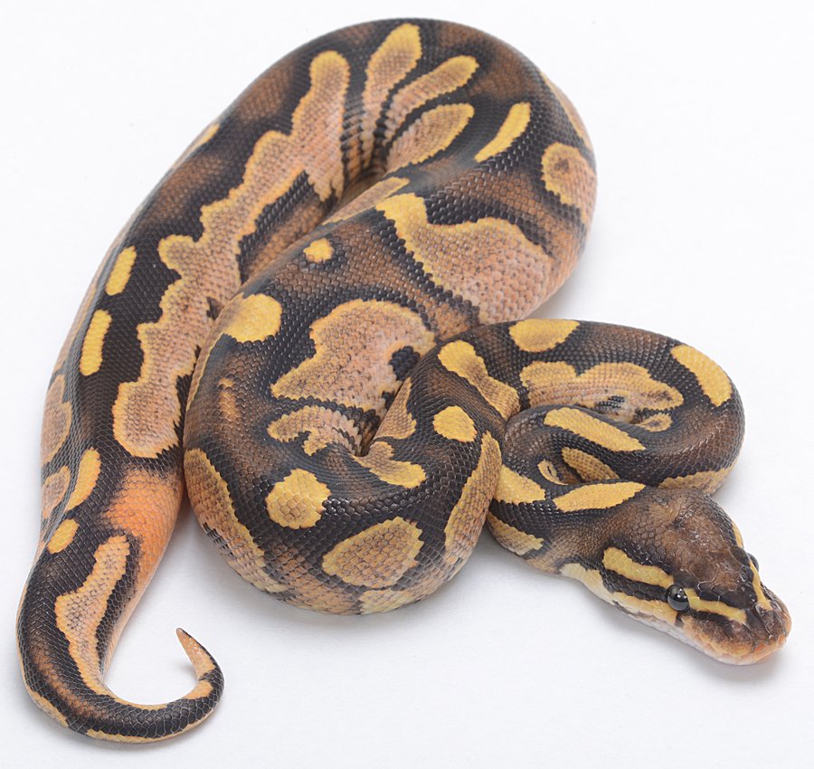 Which Calico Fire Should I Buy?