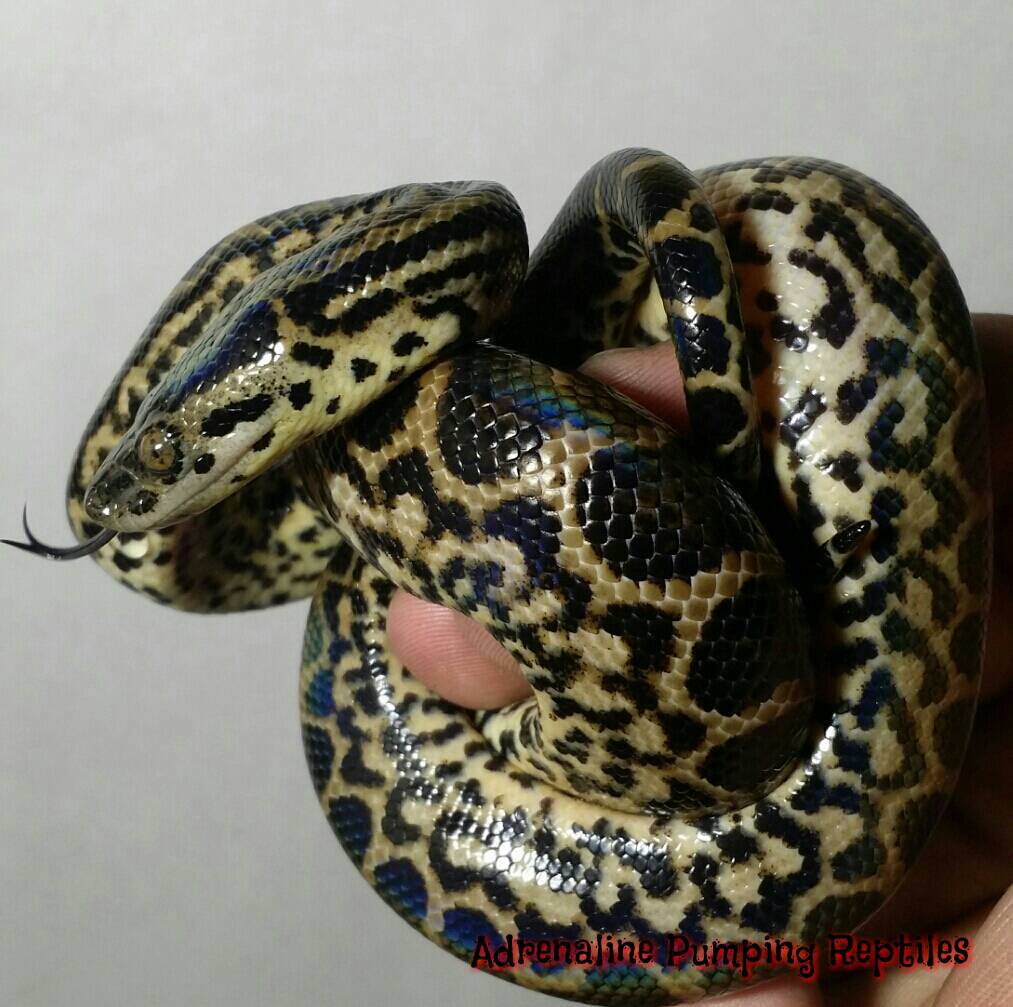 Anaconda Awesomeness