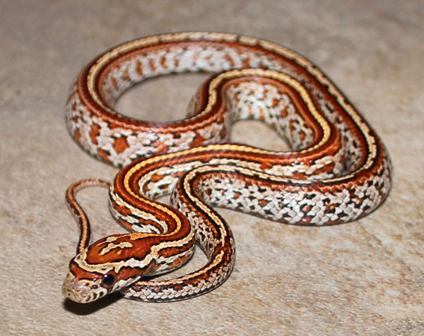 My corn snakes, a few impressions