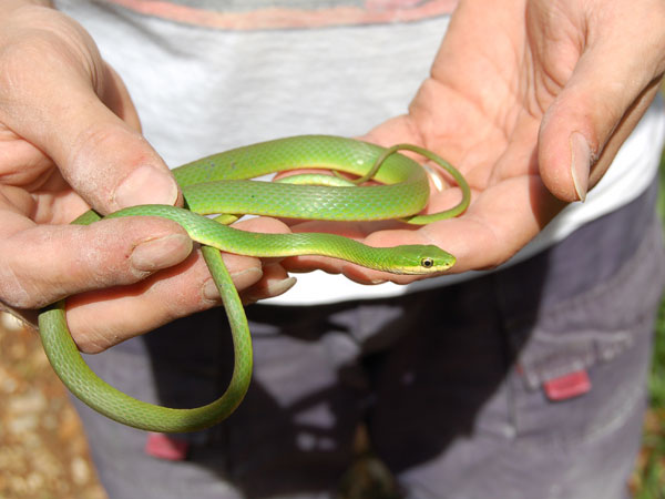 smooth green snake vs rough green snake