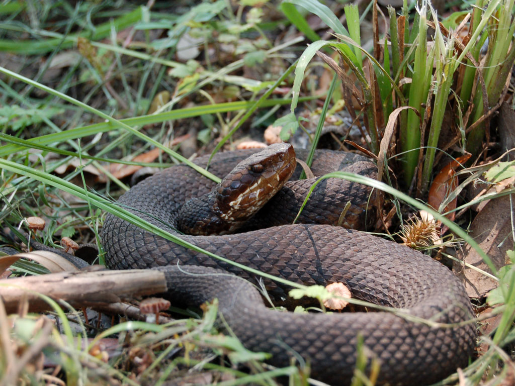 Water Moccasin