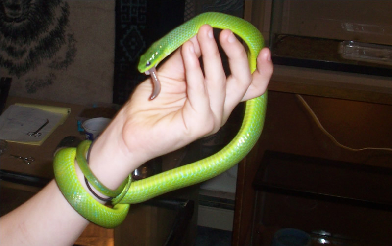 Green Snake with Bag for Kids