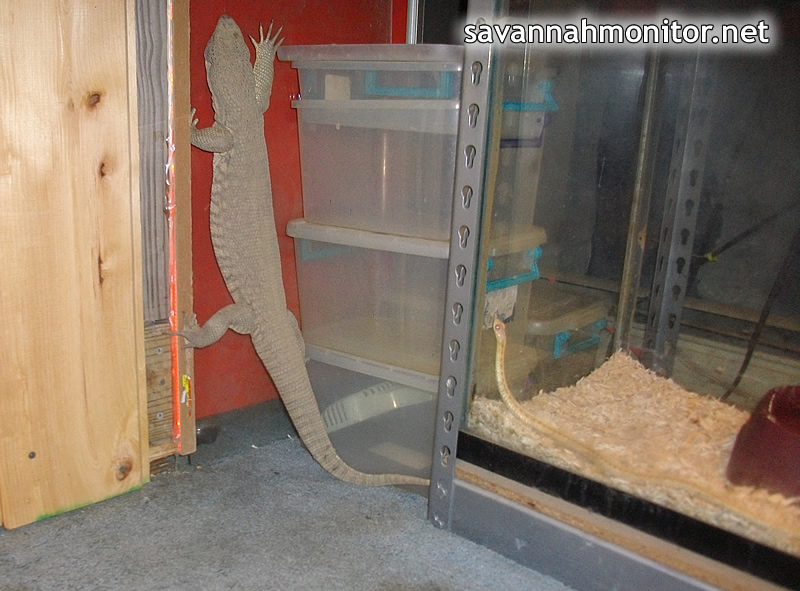 How To Build A Savannah Monitor Cage