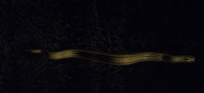 san diego gopher snake pictures!
