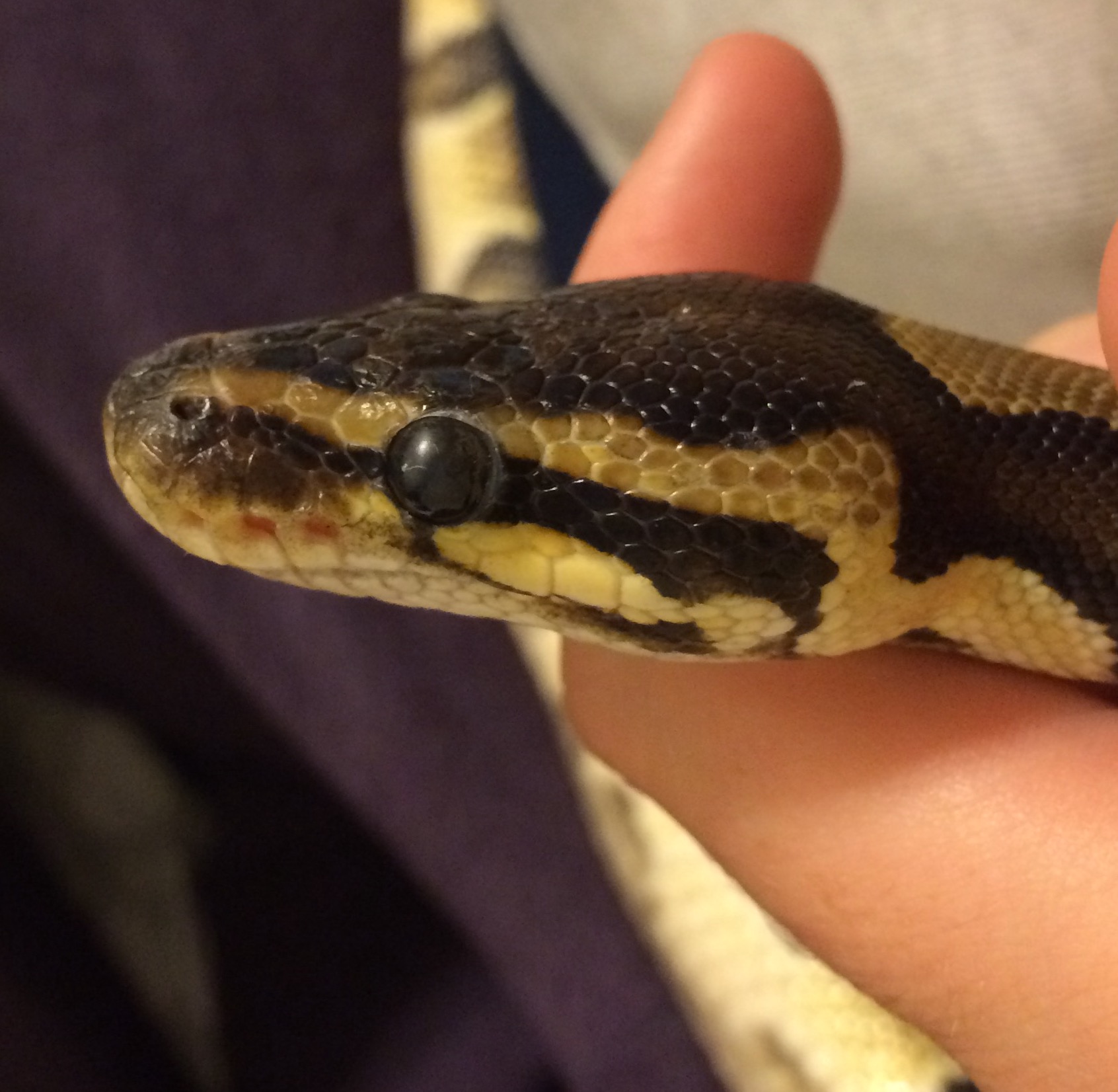 Retained eye caps? How To Get Stuck Shed Off Ball Python Eye