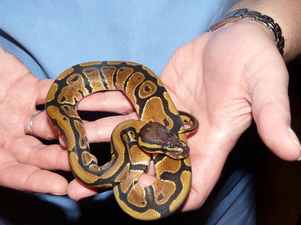 Ball Python Snake Shed Skin Bracelet