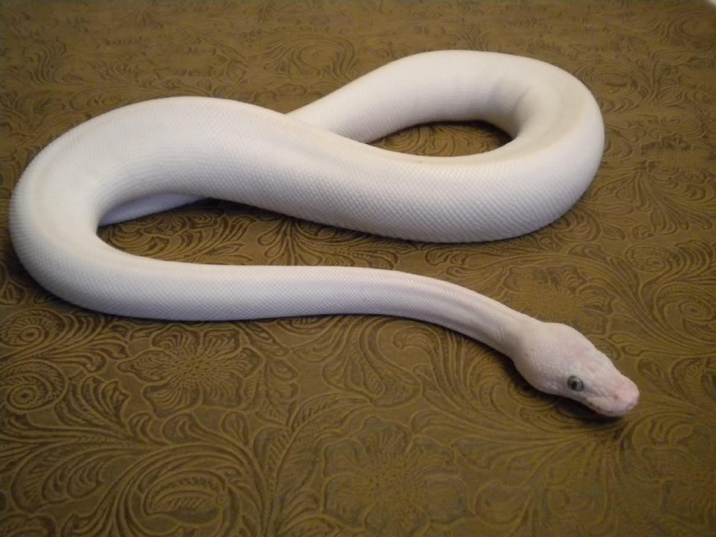 Во сне видела белый змей