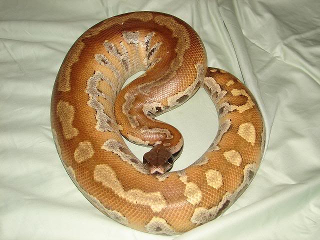 Yellow Blood Python for sale