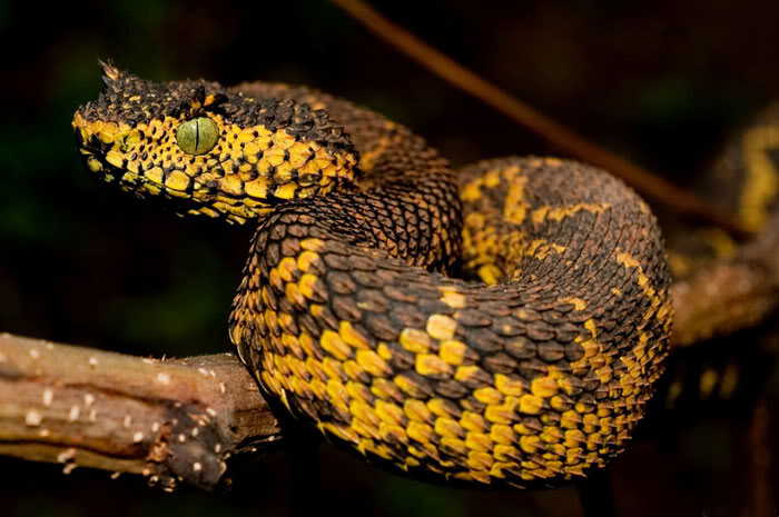 New Species of Snakes Discovered in the last 10 Years
