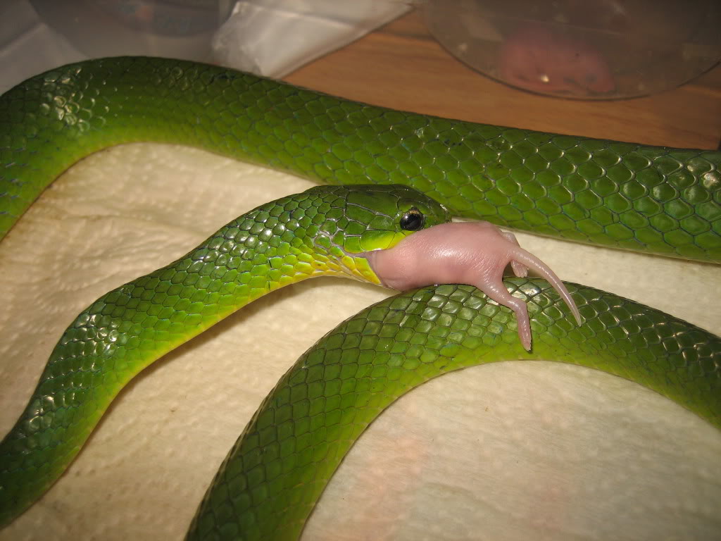 Белые змеи ядовитые. Техасский полоз зеленый. Маисовый полоз зеленый. Зелёная змея домашняя. Зеленые змеи домашние.
