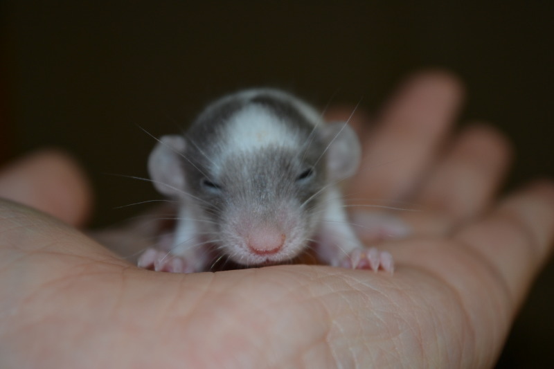 Дамбо размеры. Серебристая крыса Дамбо. Крыса Дамбо 1 месяц. Крыса Дамбо мраморный. Крыса Дамбо 2 месяца.