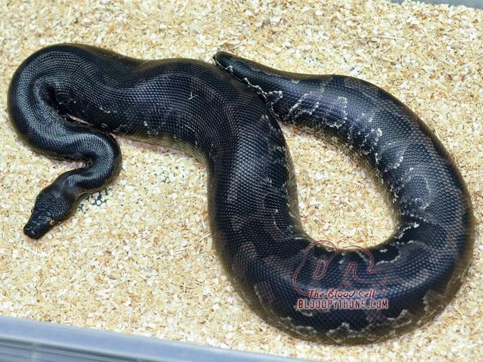 Adult Sumatran short-tailed pythons (Python curtus) .