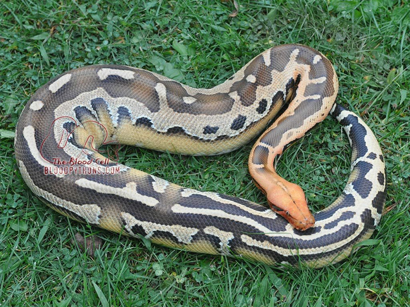 Adult Sumatran short-tailed pythons (Python curtus) .