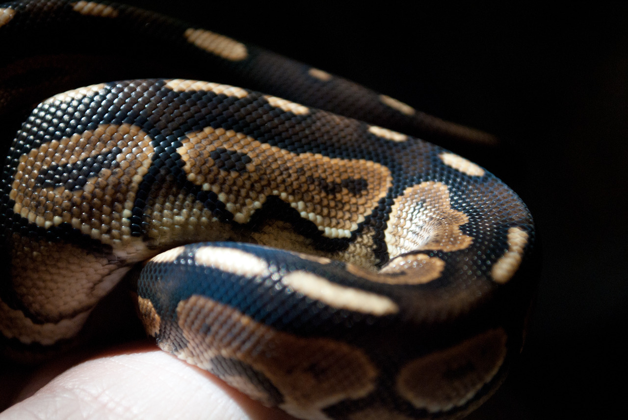 *Rate The Ball Python Above You* - Page 17