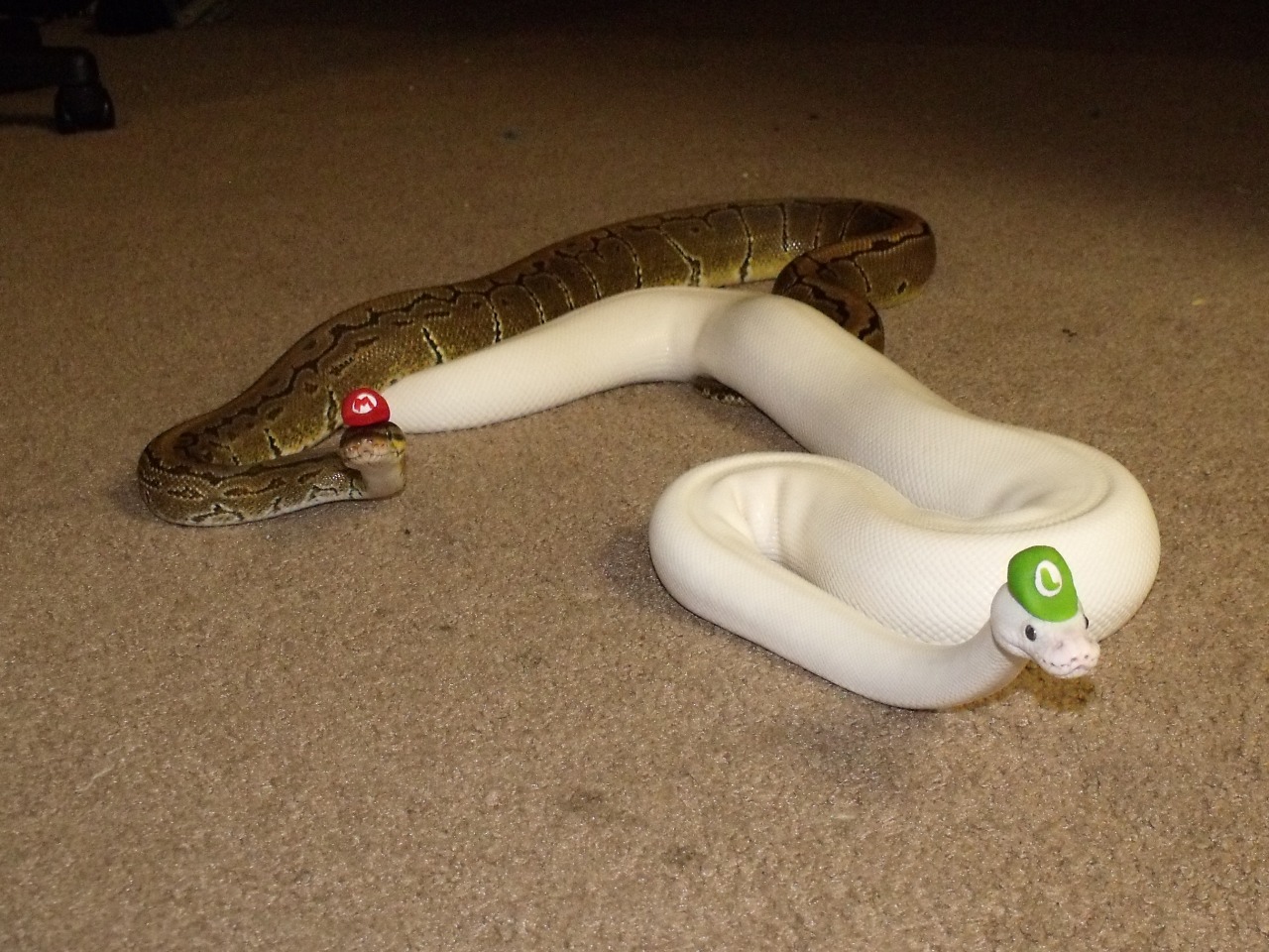 Змея в жопе у девушек фото Mario bro snakes?