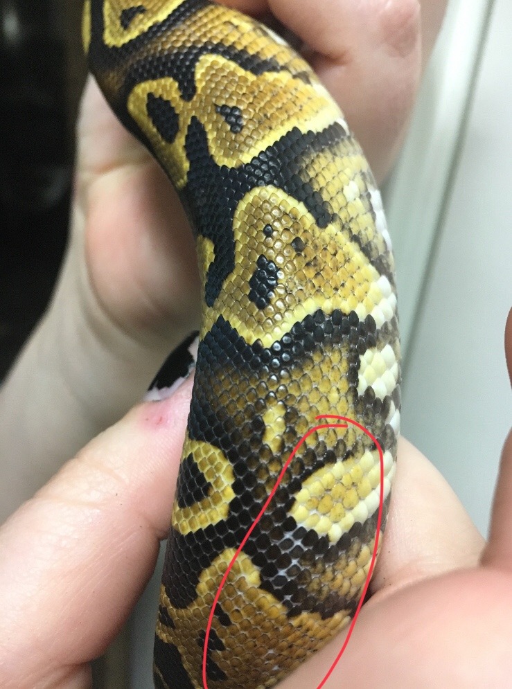Loose scales sticking out on baby ball python