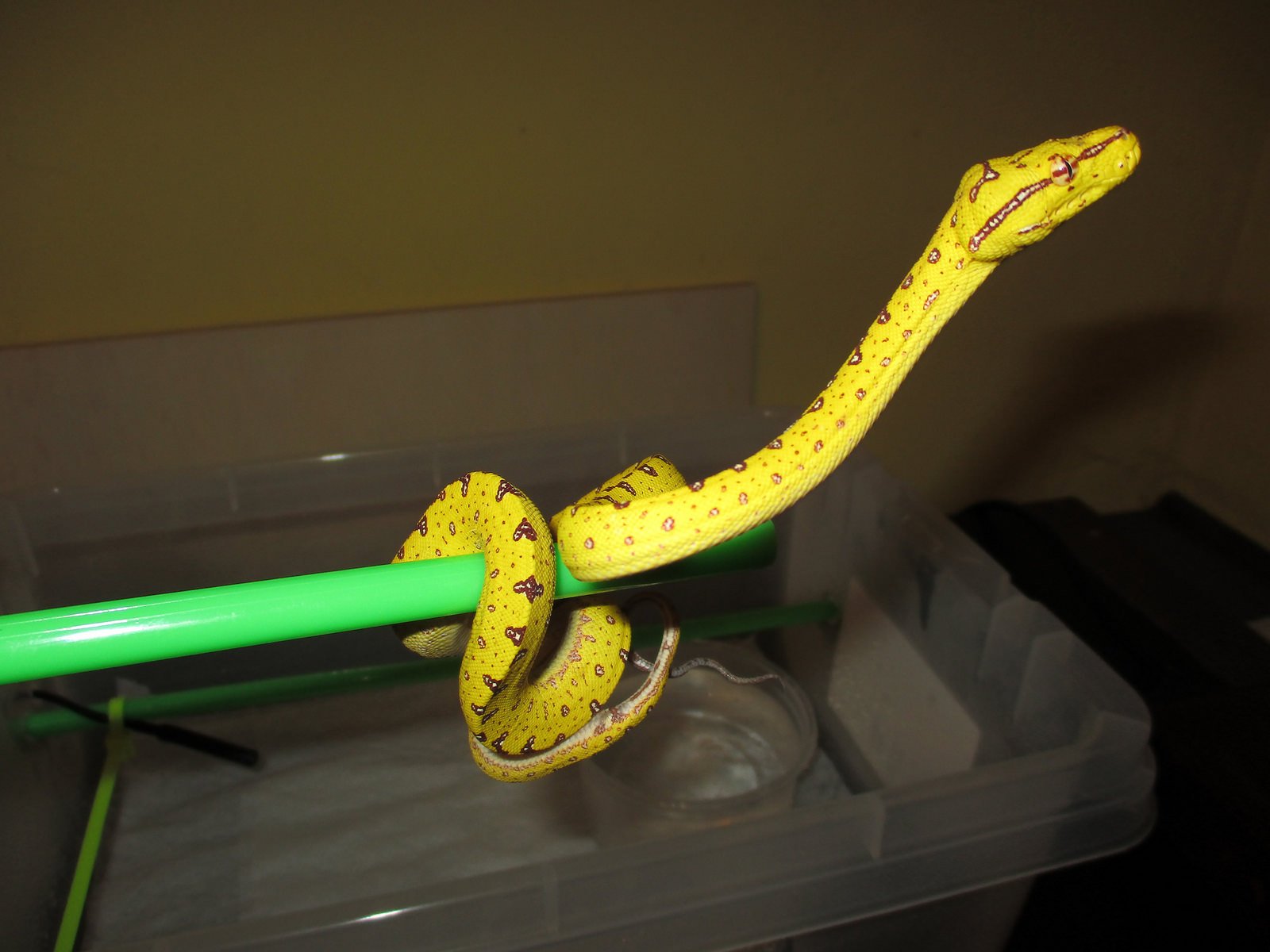 Baby Green Tree Python