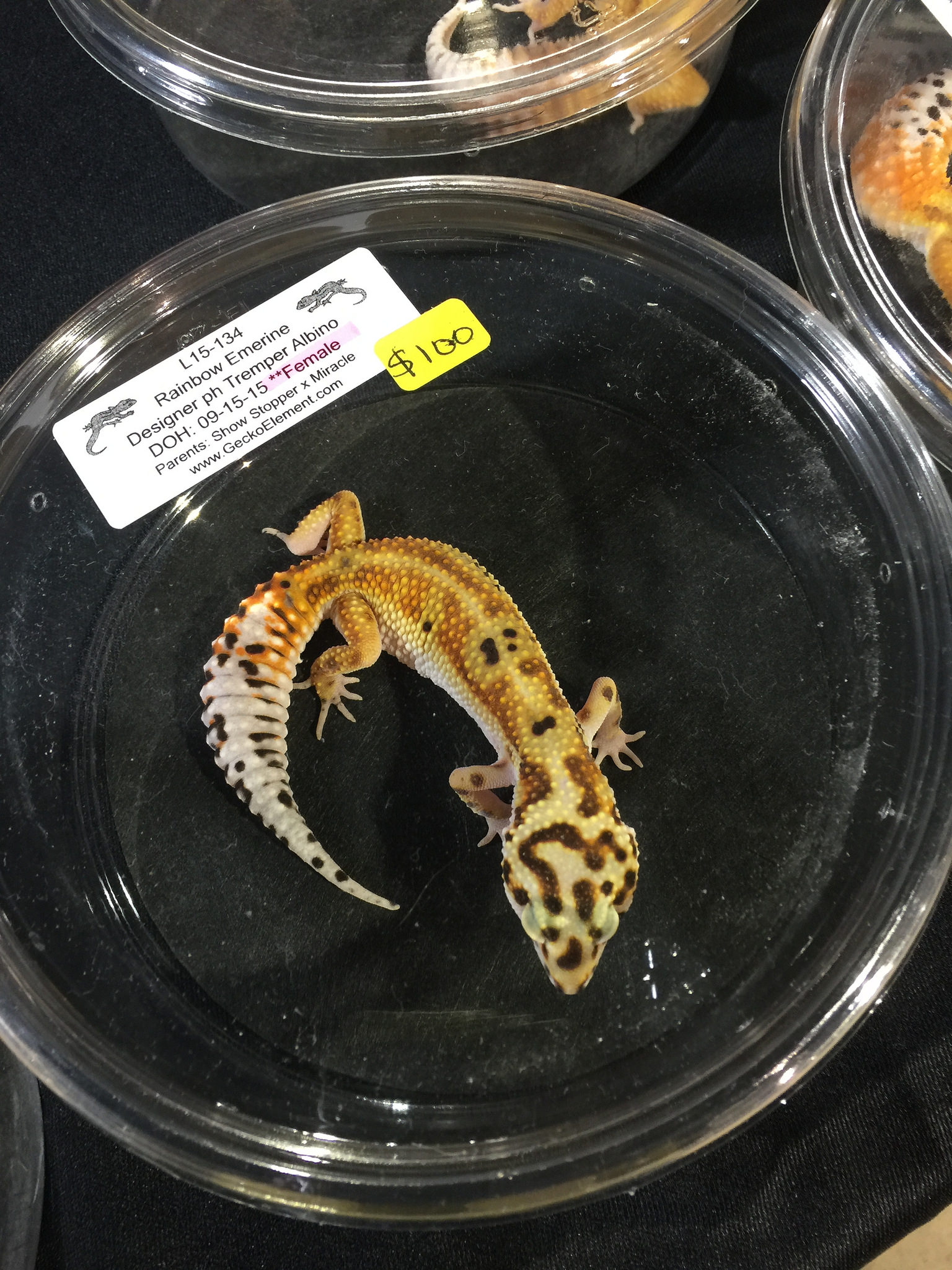 reptile show houston 2022