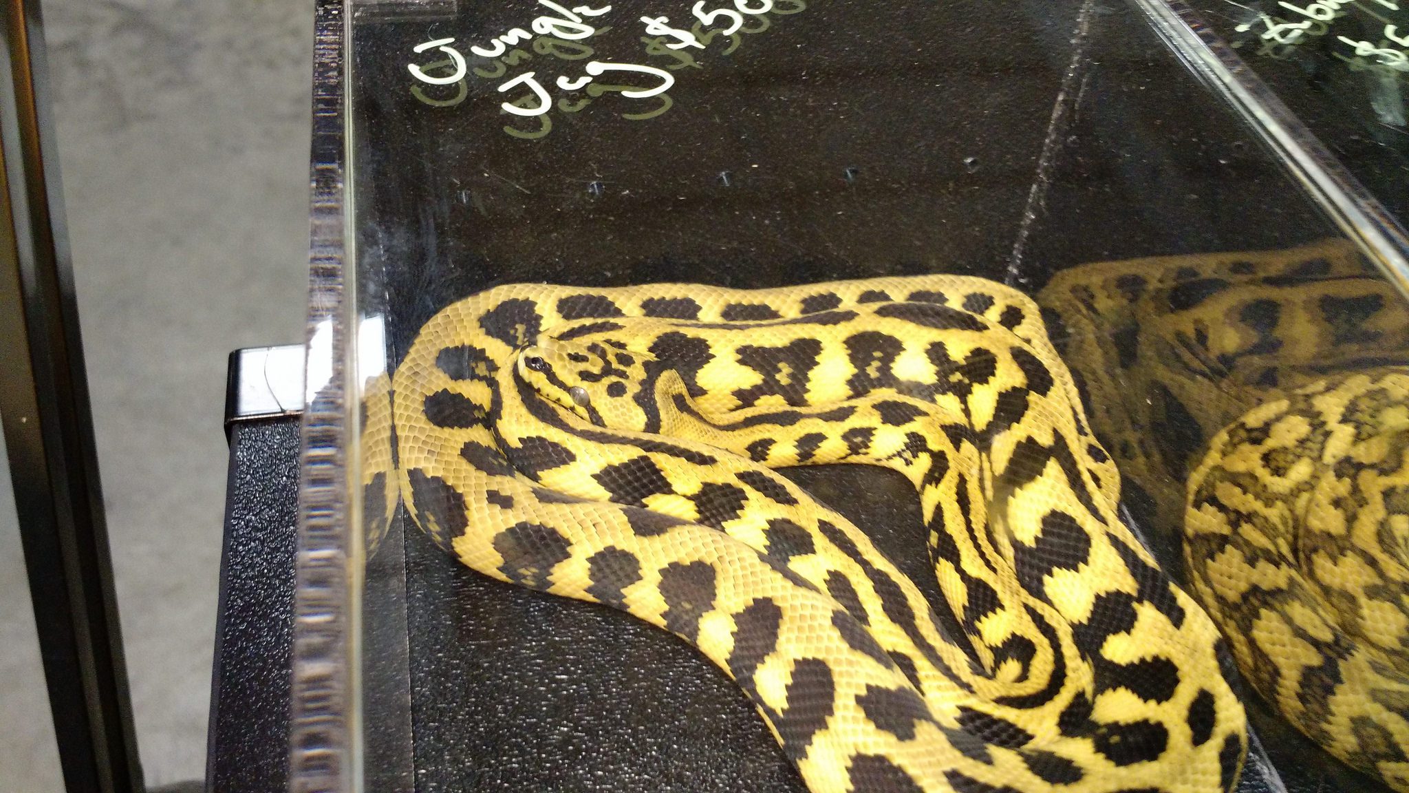 Repticon Charleston Reptile & Exotic Animal Show May 21 & 22, 2016