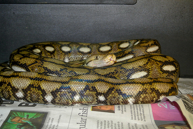 Super Dwarf Reticulated Python