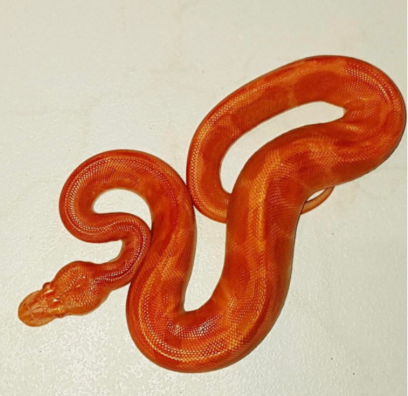 Red Ball Python Morphs