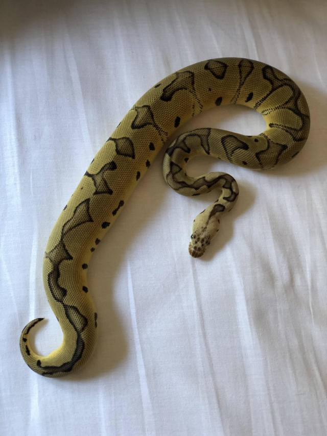 Pastel Enchi Clown