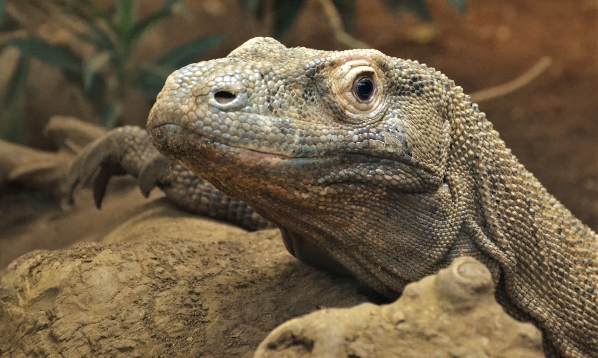 Зубы варана