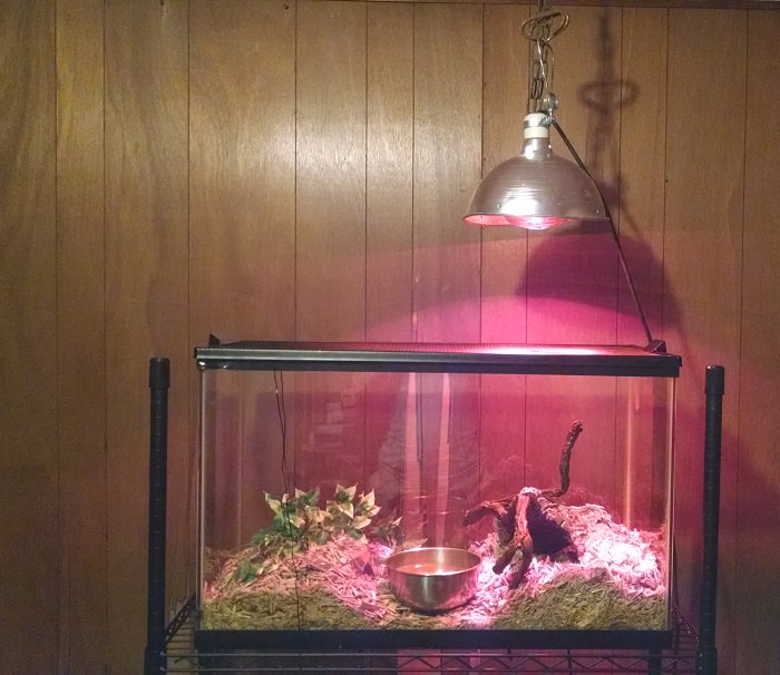 Need Some Advice on Corn Snake tank