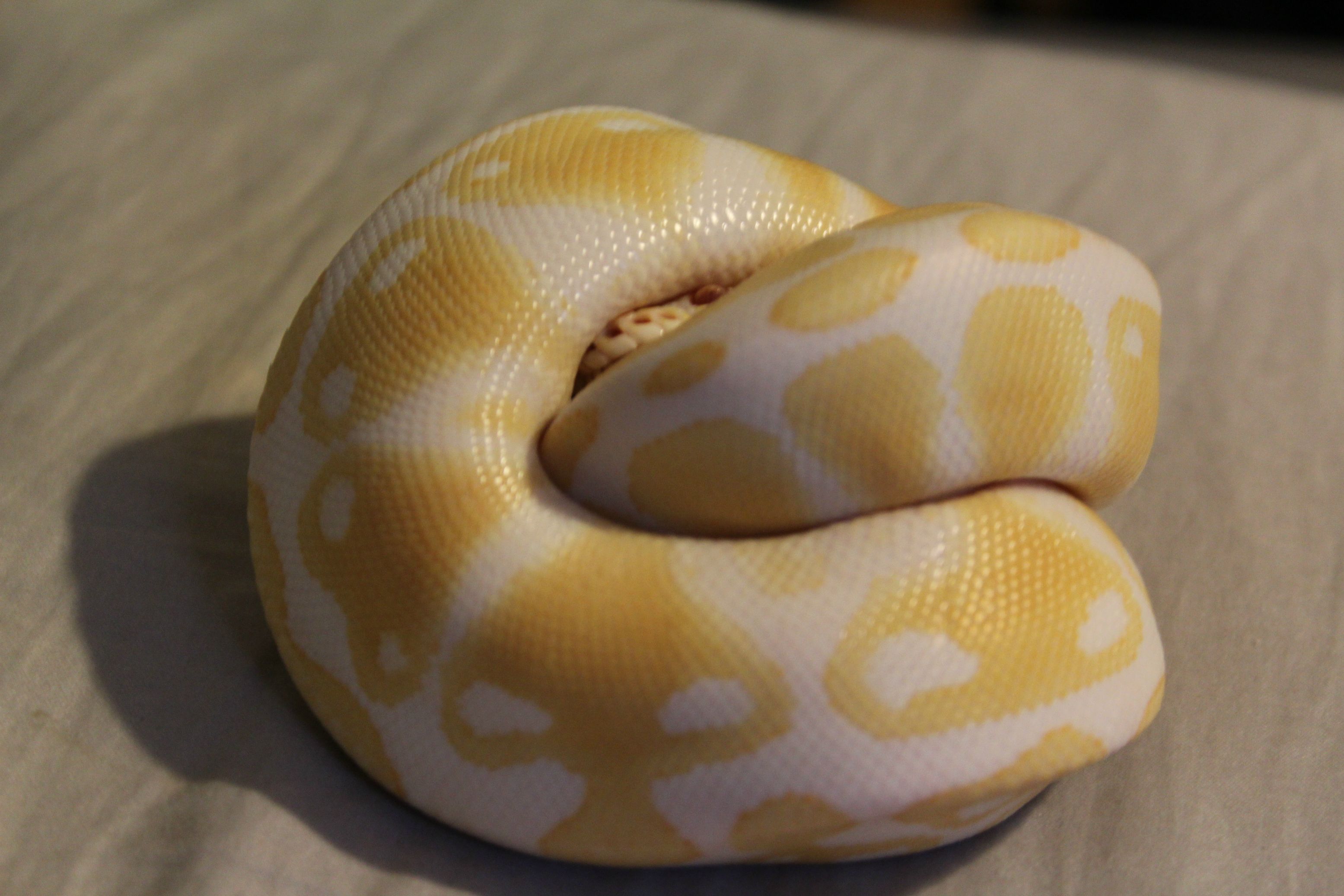 *Rate The Ball Python Above You* - Page 37