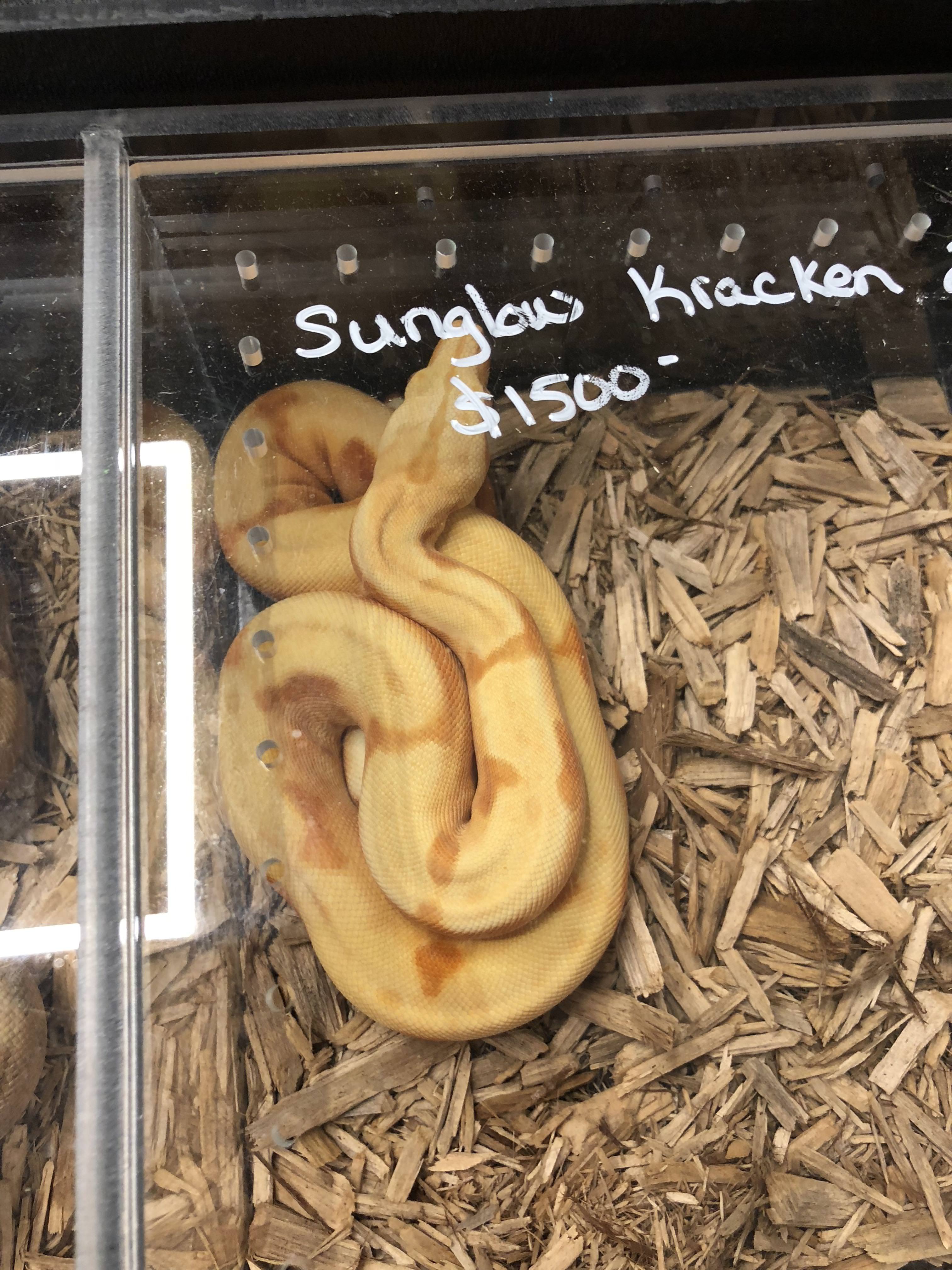 Pictures from Manchester NH Reptile Expo 62418