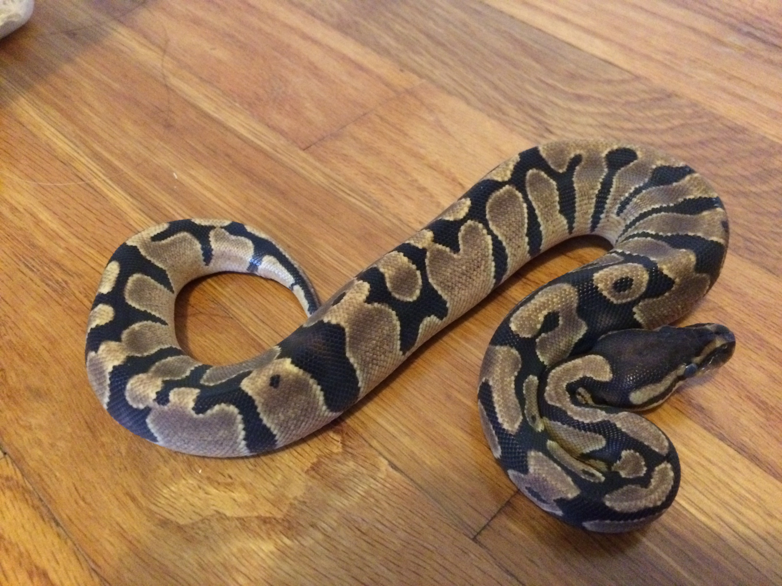 *Rate The Ball Python Above You* - Page 39