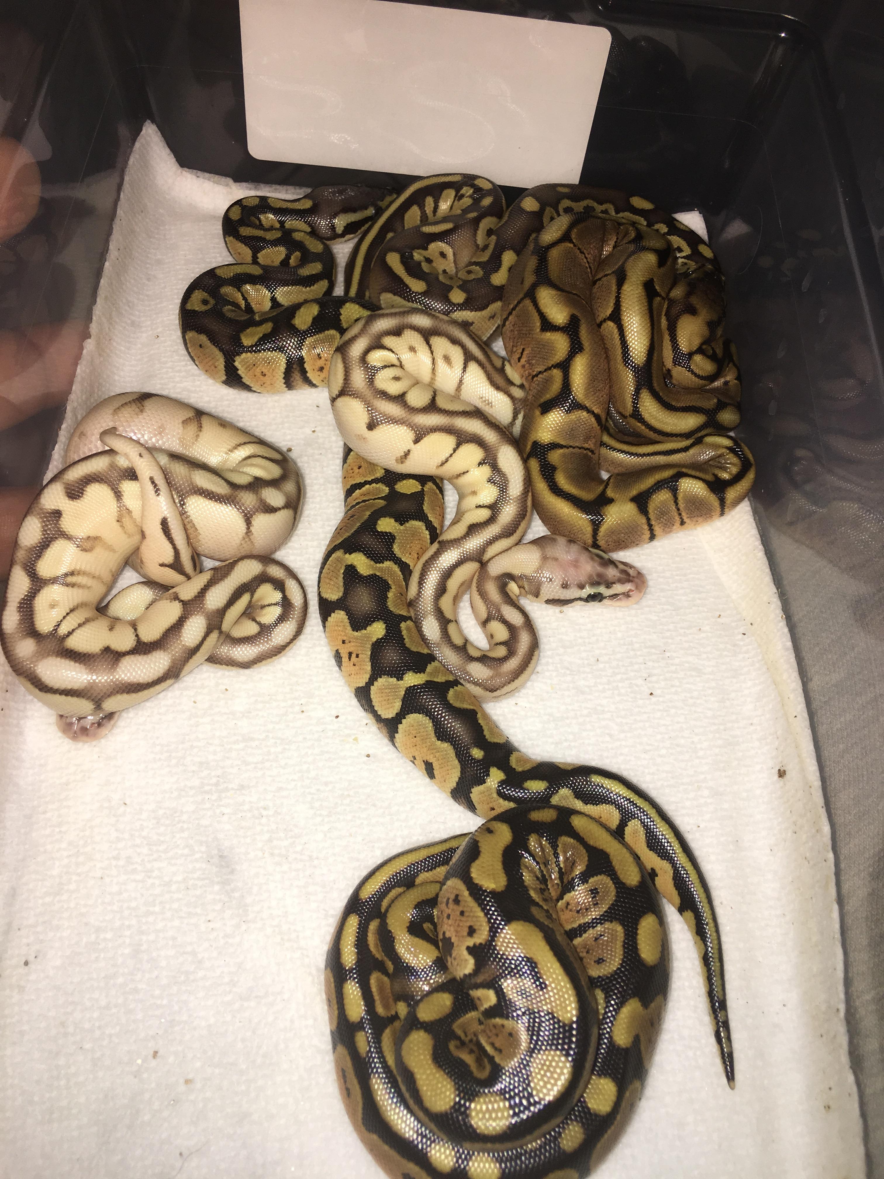 Pastel Lesser Bee Ball Python
