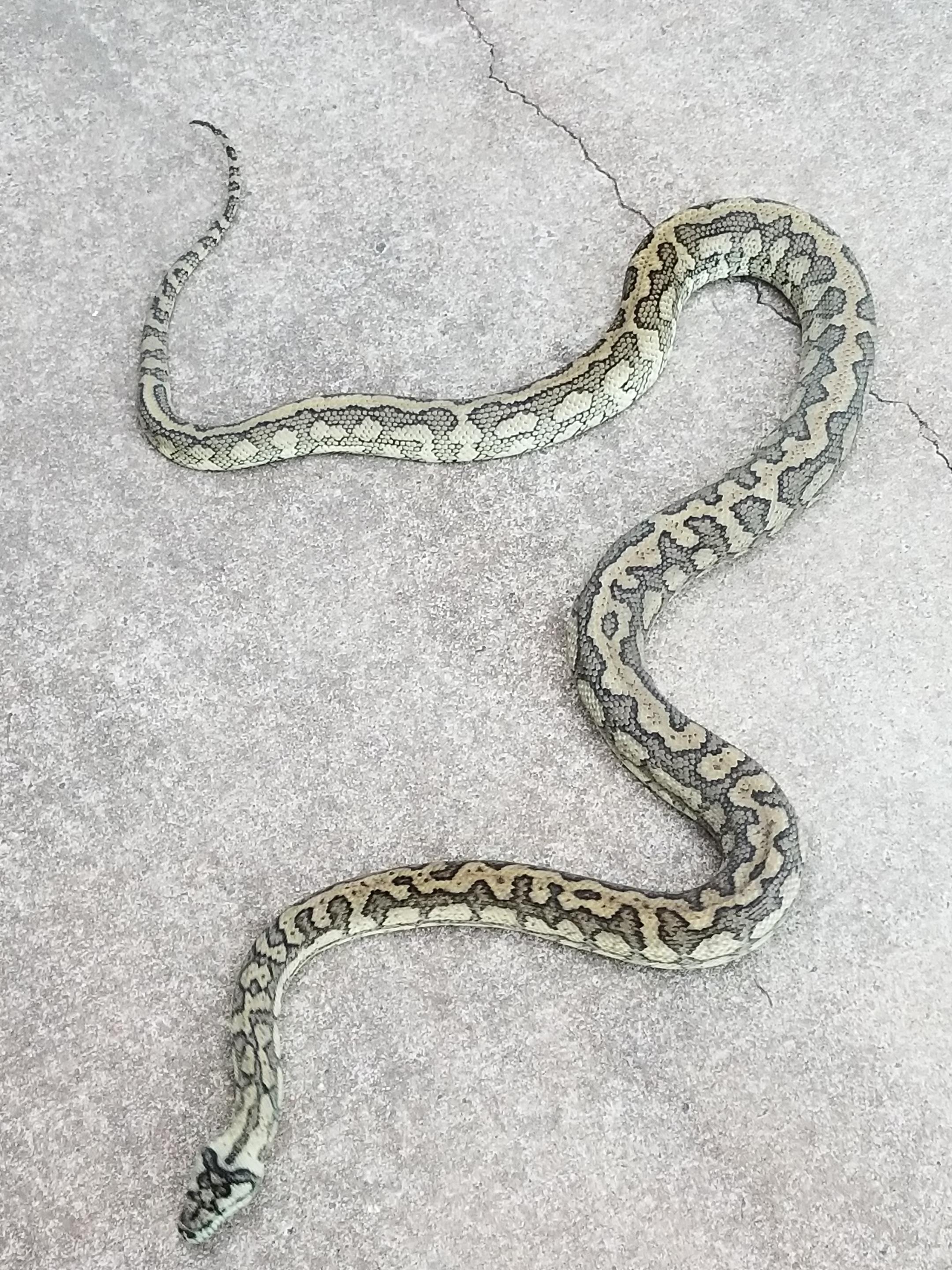 Large carpet prey size and feeding schedule?