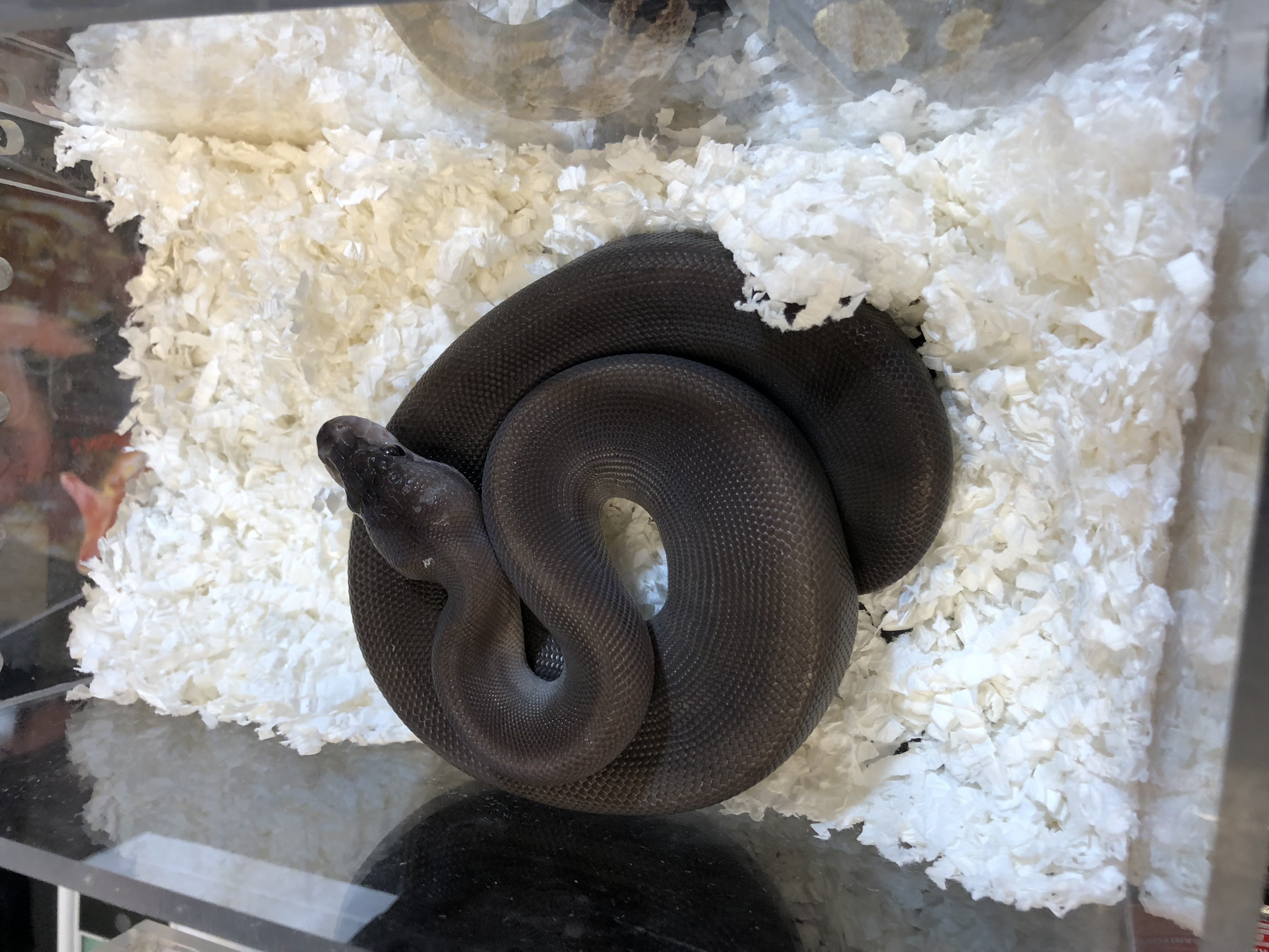 Pictures from Manchester NH Reptile Expo 62418