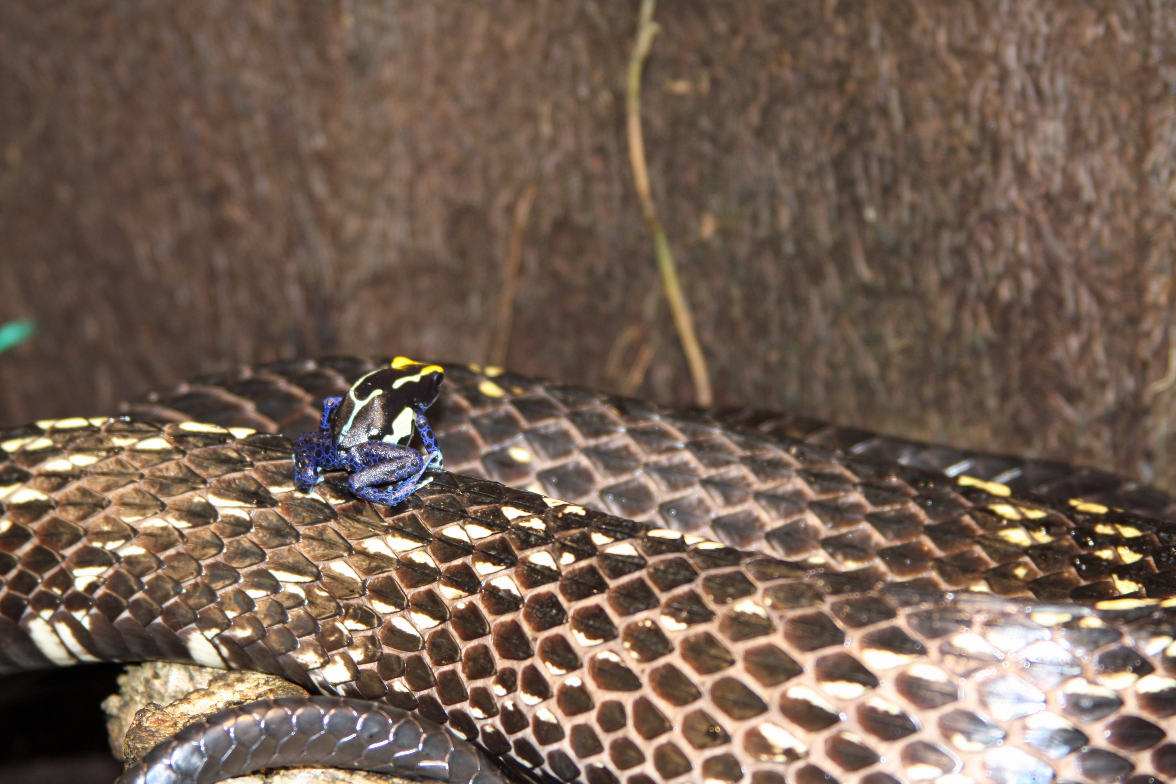 CANINANA, Cobras Brasileiras #4