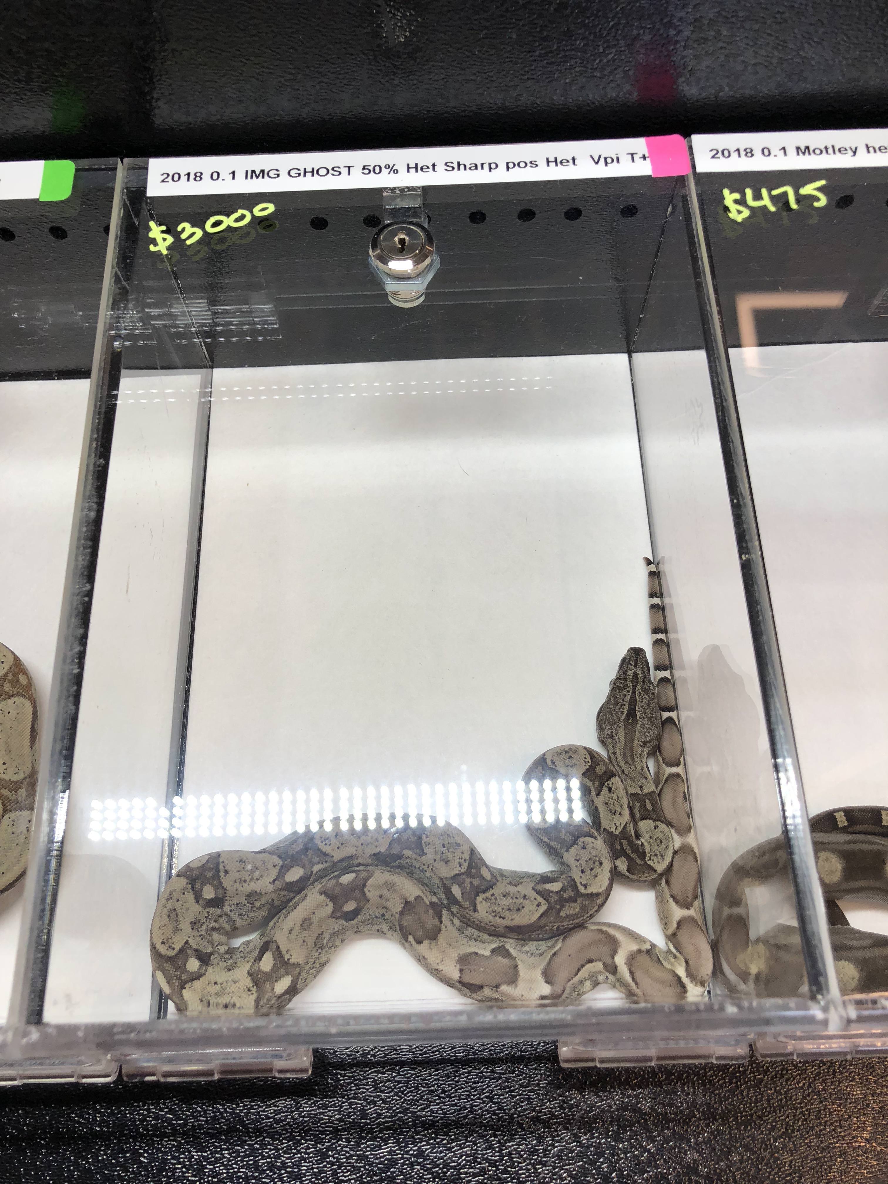 Pictures from Manchester NH Reptile Expo 62418