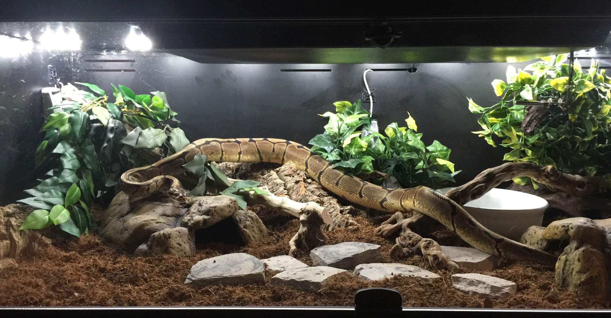 Would A Male Ball Python Reach 5 Feet Page 3