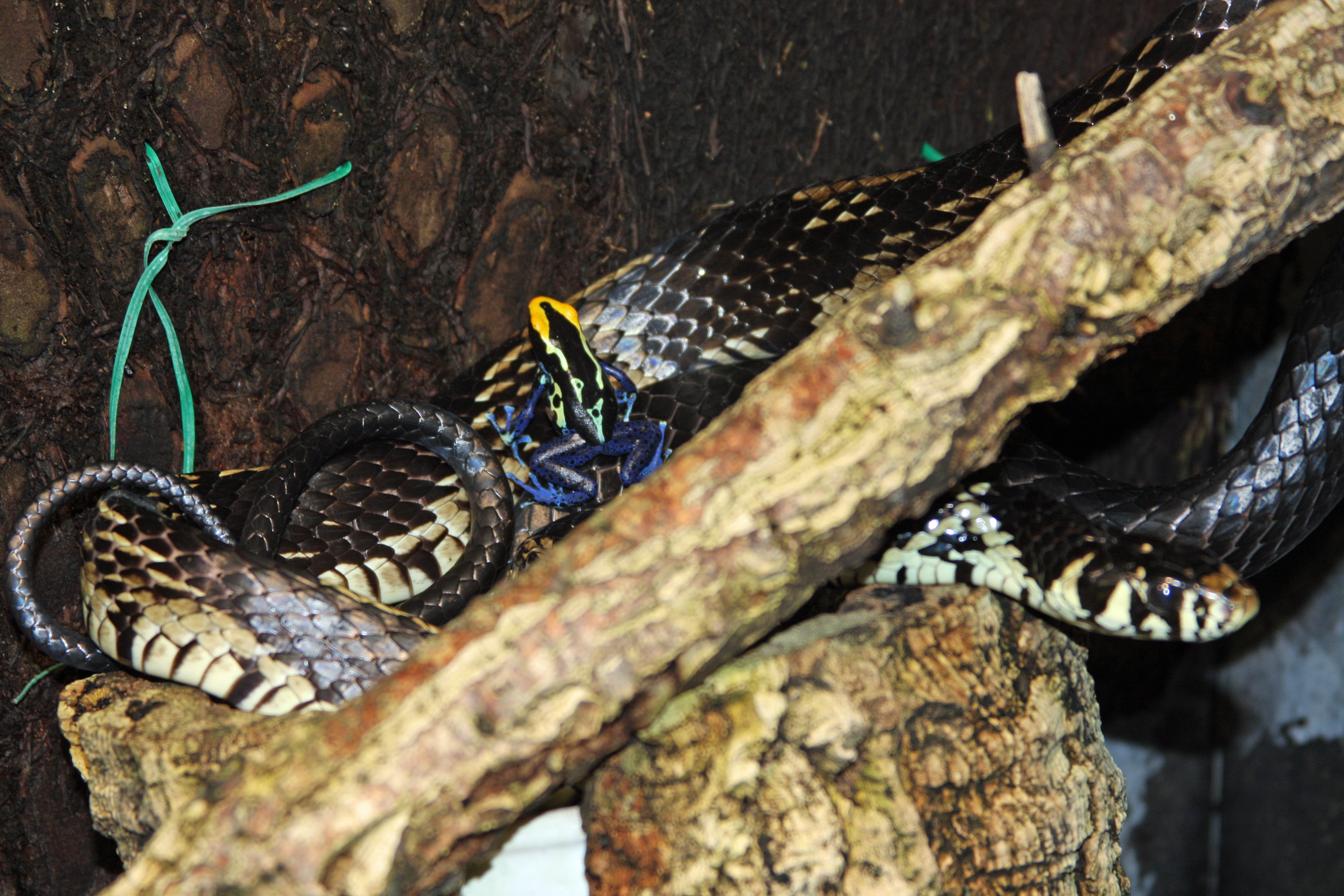 CANINANA, Cobras Brasileiras #4