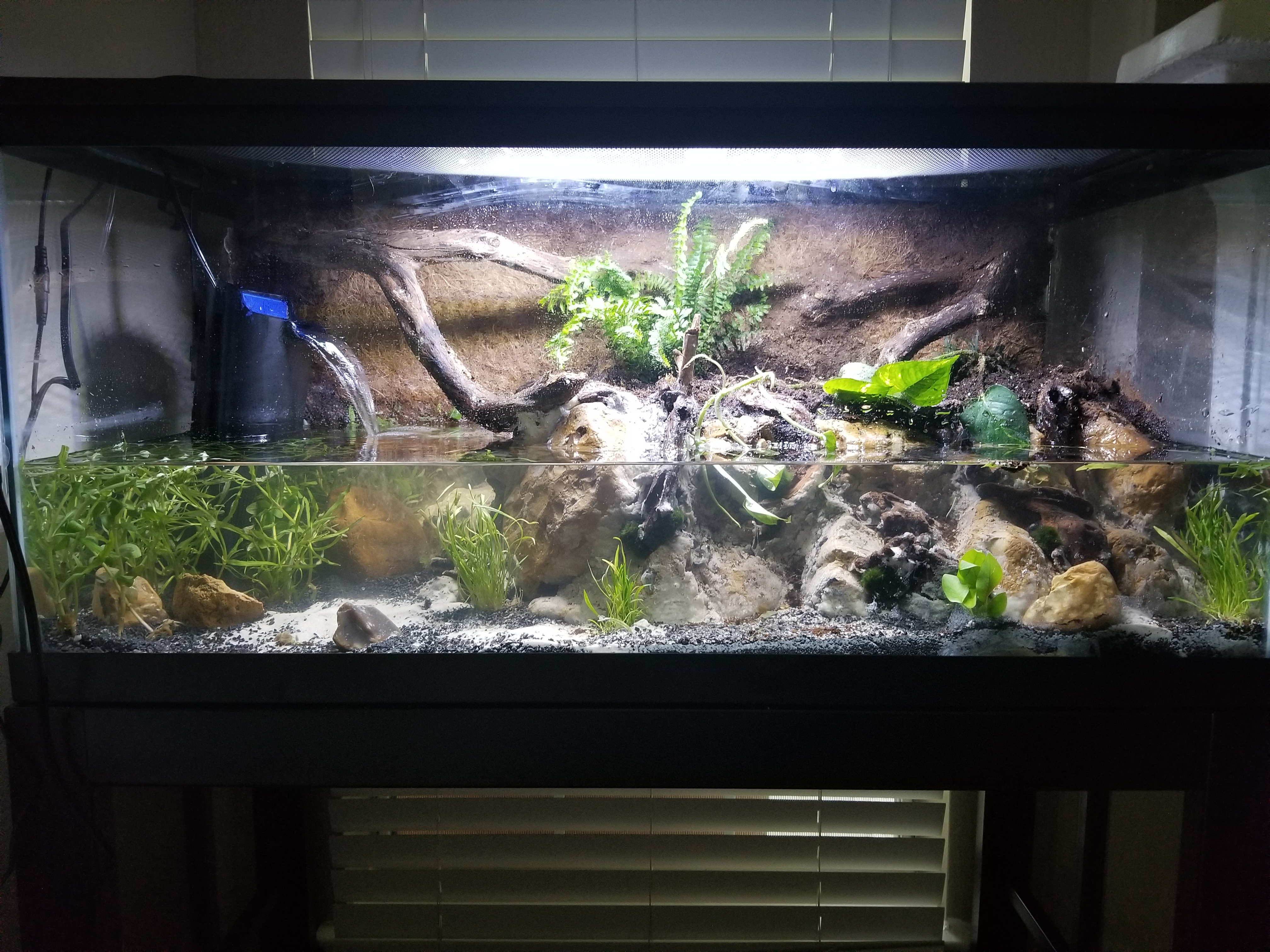 Dwarf Caiman Terrarium (Paludarium)
