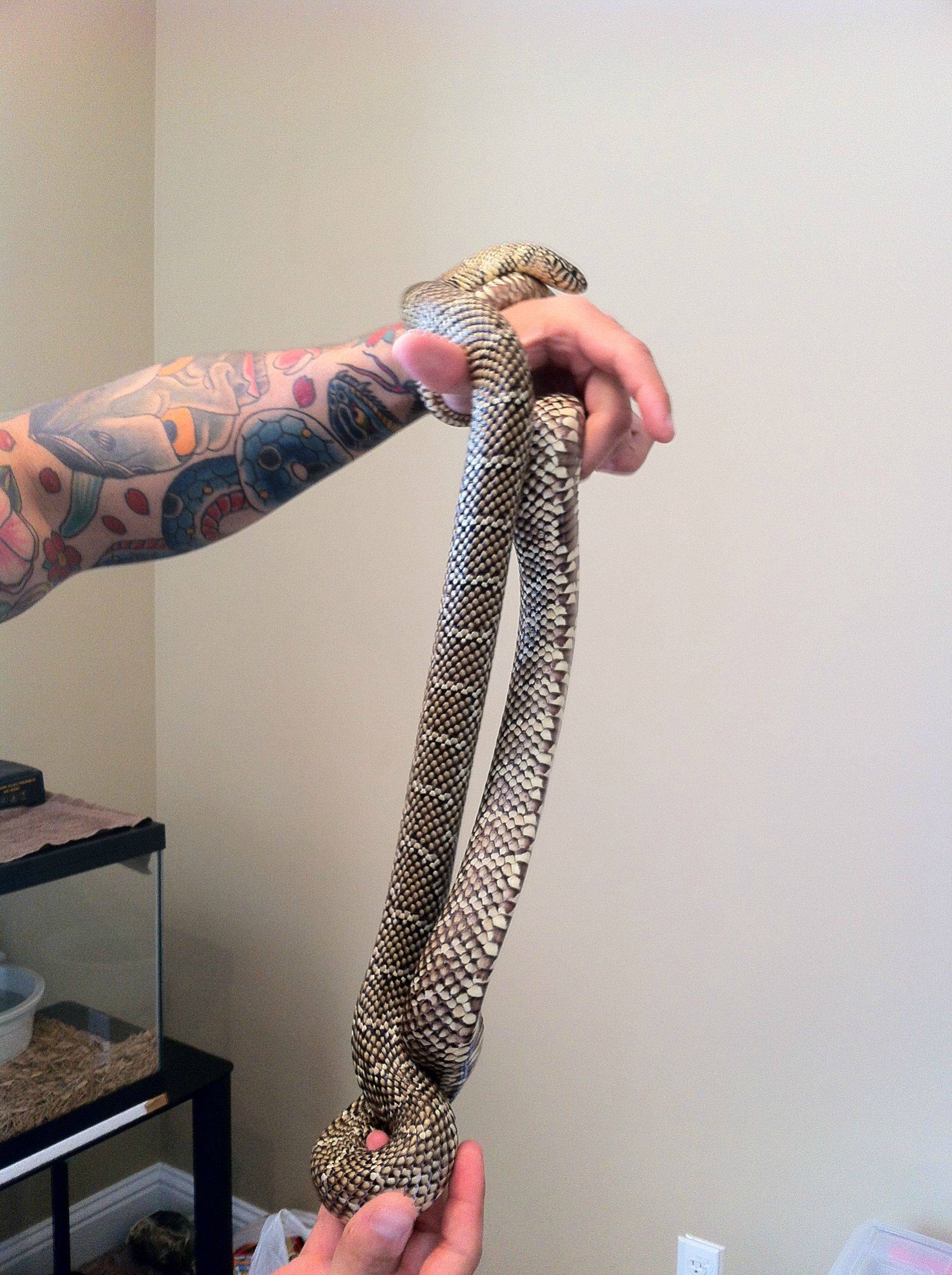 Can you identify my new kingsnake? Also, a temperature question.